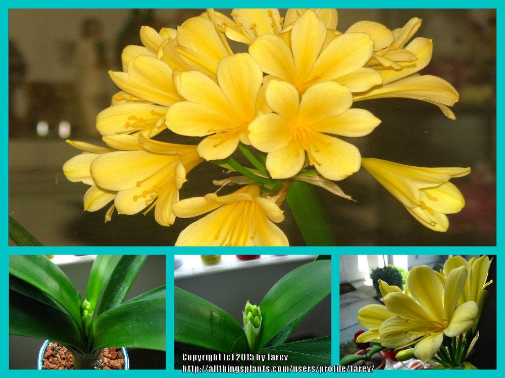 Photo of Clivia Lily (Clivia miniata 'Solomone Yellow') uploaded by tarev