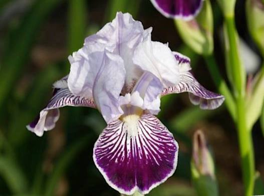 Photo of Miniature Tall Bearded Iris (Iris 'Hoosier Belle') uploaded by Livy