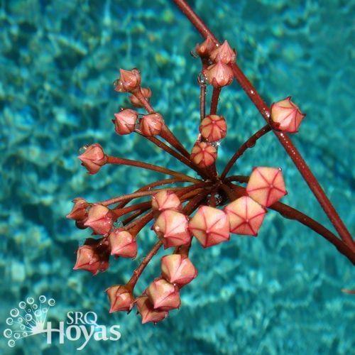 Photo of Wax Plant (Hoya pubicalyx 'Pink Silver') uploaded by SRQHoyas