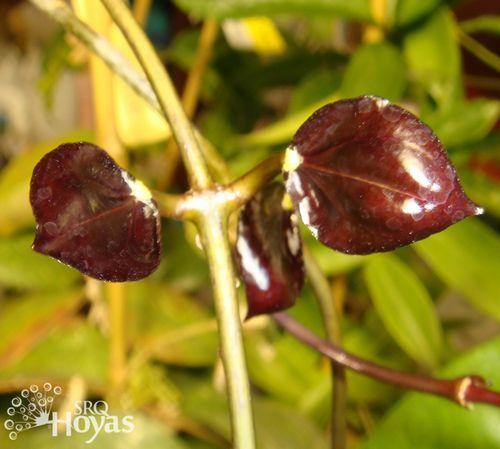 Photo of Wax Plant (Hoya pentaphlebia) uploaded by SRQHoyas