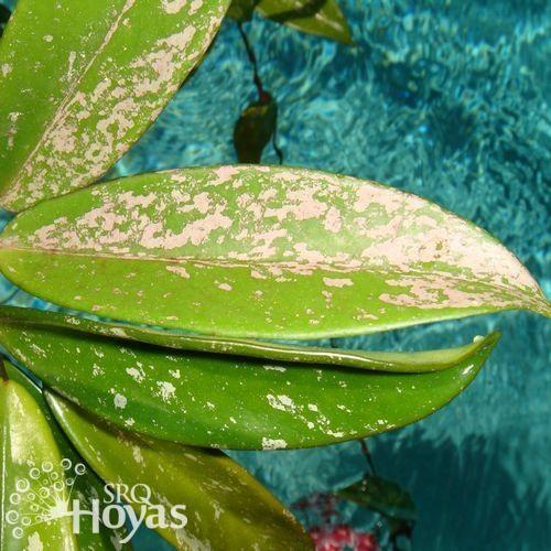 Photo of Wax Plant (Hoya pubicalyx 'Pink Silver') uploaded by SRQHoyas