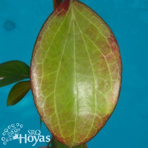 Photo of Wax Plant (Hoya pottsii) uploaded by SRQHoyas