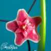 Hoya pubicalyx 'Bright One' SRQ 3131