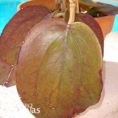 Photo of Wax Plant (Hoya rigida) uploaded by SRQHoyas