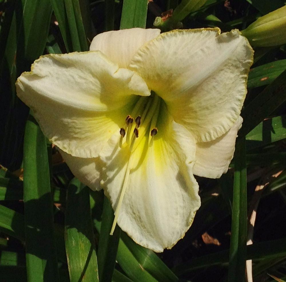 Photo of Daylily (Hemerocallis 'Lime Frost') uploaded by bxncbx