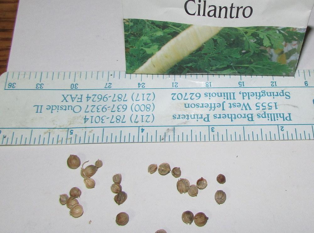 Photo of Cilantros (Coriandrum sativum) uploaded by jmorth