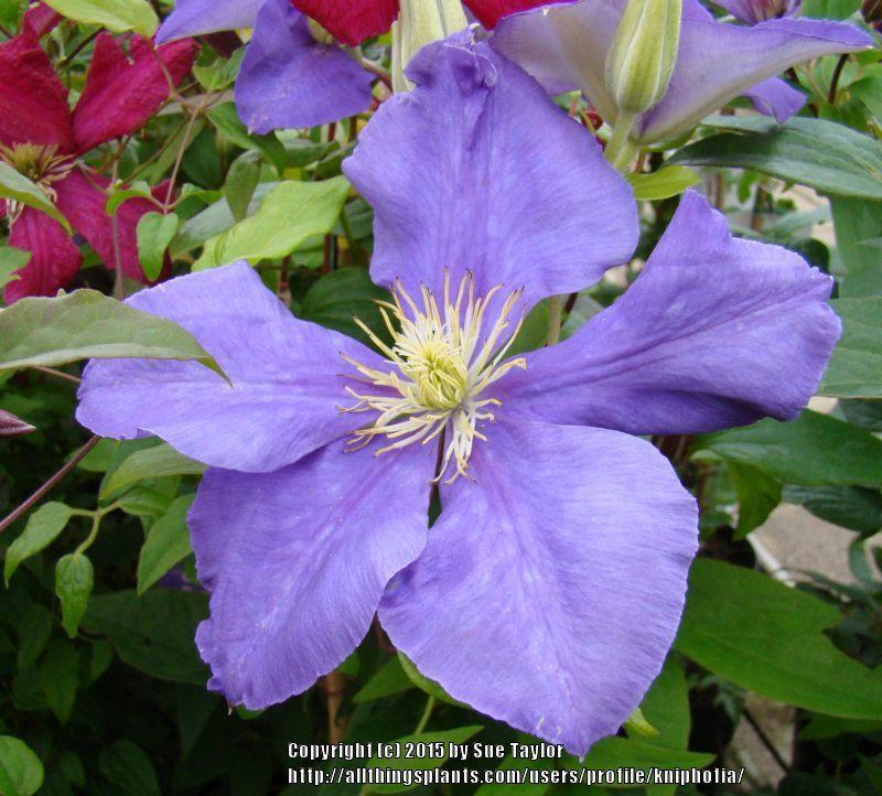 Photo of Clematis 'Bagatelle' uploaded by kniphofia