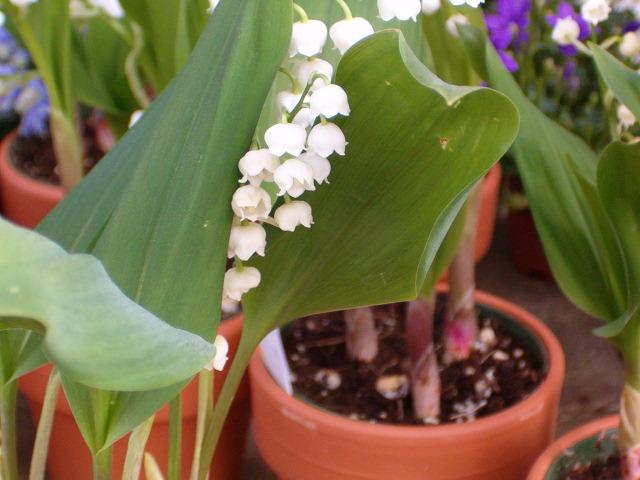 Photo of Lily Of The Valley (Convallaria majalis) uploaded by sequoia