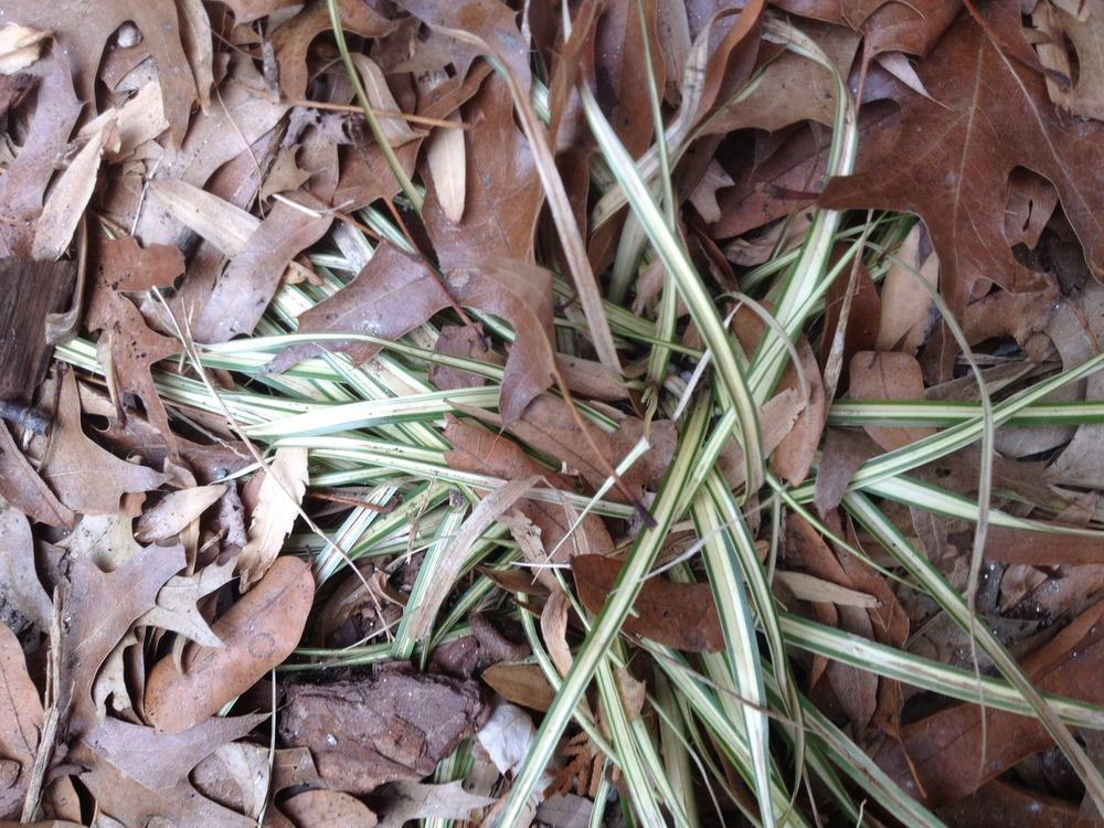 Photo of Sedge (Carex oshimensis 'Evergold') uploaded by ssgardener