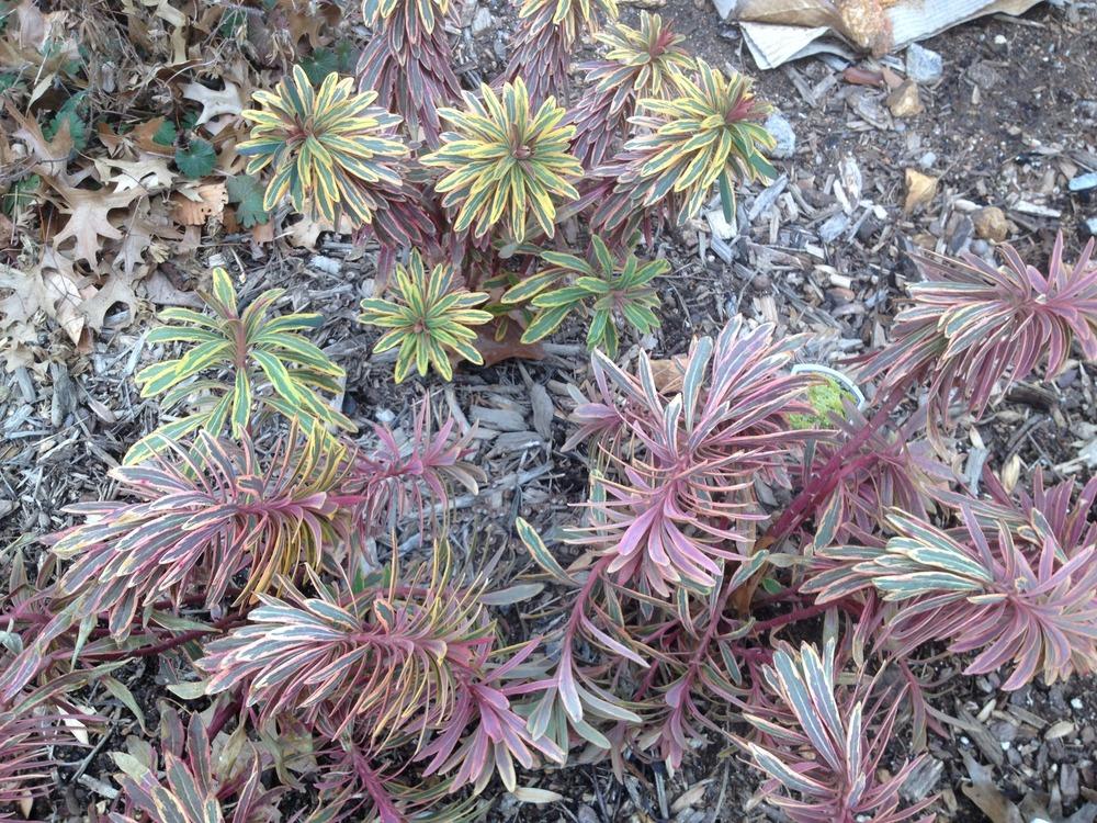 Photo of Euphorbia (Euphorbia x martini 'Ascot Rainbow') uploaded by ssgardener