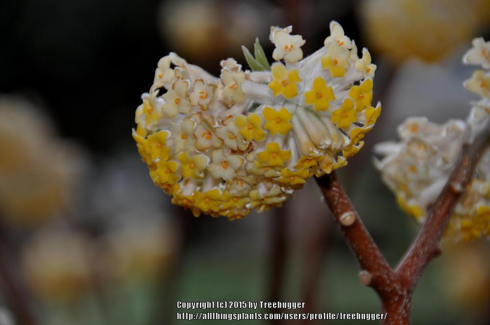 Photo of Oriental Paperbush (Edgeworthia chrysantha) uploaded by treehugger