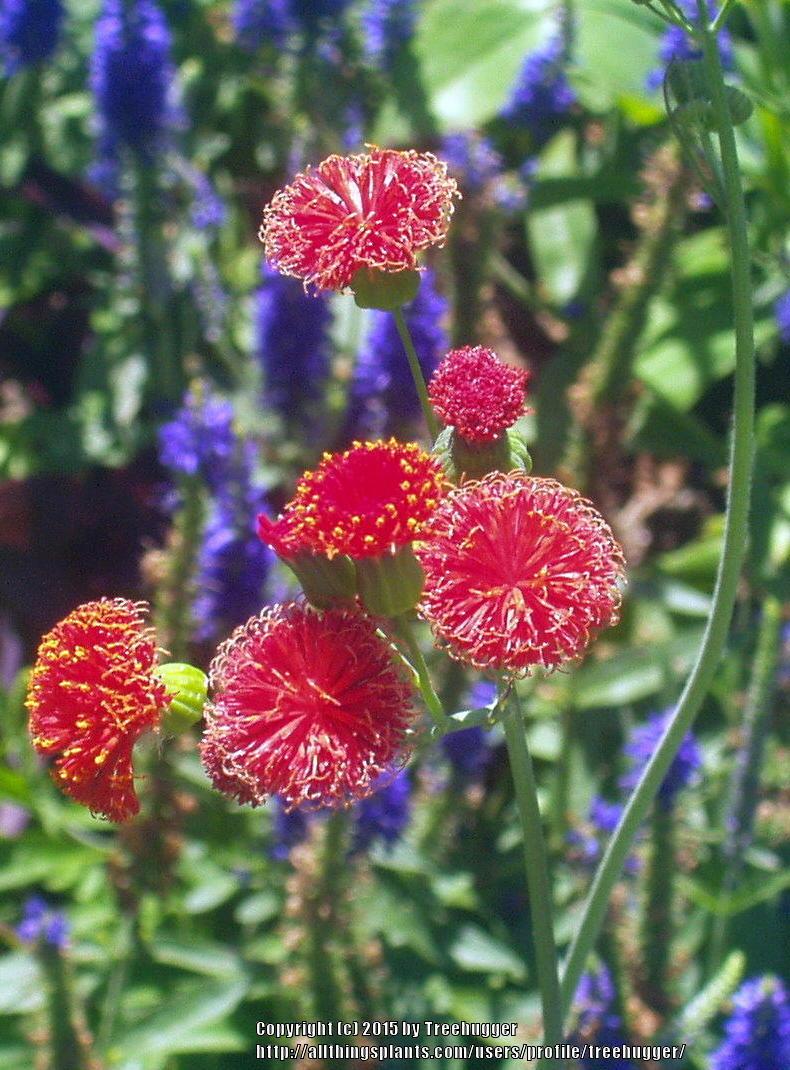Photo of Florida Tassel Flower (Emilia fosbergii) uploaded by treehugger
