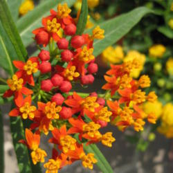 Grow Milkweed and Help Save the Monarch Butterflies