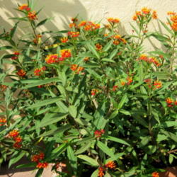 Location: Colima, Colima Mexico (Zone 11)
Date: 2010-11-01
Tropical Milkweed (Asclepias curassavica).  Wildflower native to 