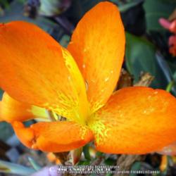 Location: Tenterfield NSW Australia
Date: 2015-02-19
Orange Punch .. Single Bloom