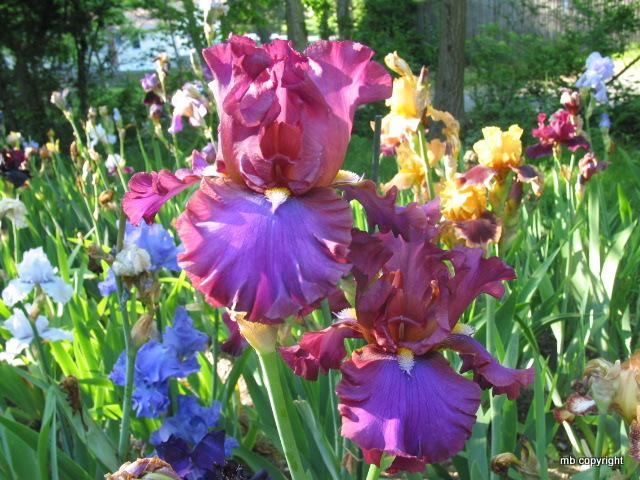 Photo of Tall Bearded Iris (Iris 'Hook') uploaded by MargieNY