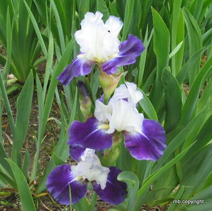 Photo of Tall Bearded Iris (Iris 'Frosty Snowball') uploaded by MargieNY