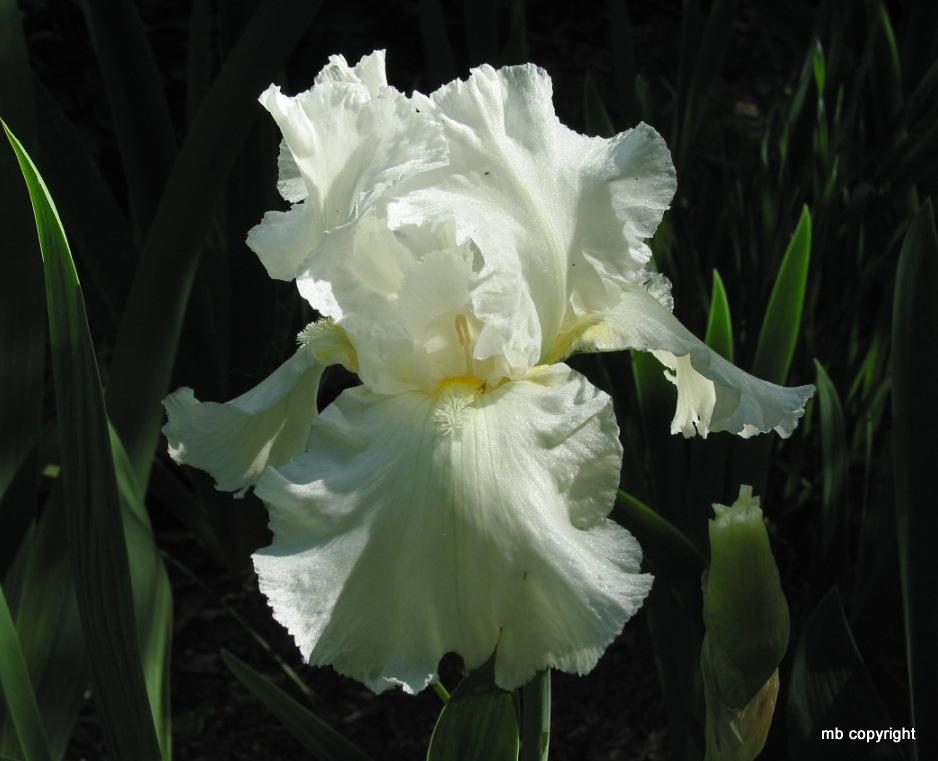 Photo of Tall Bearded Iris (Iris 'Frequent Flyer') uploaded by MargieNY