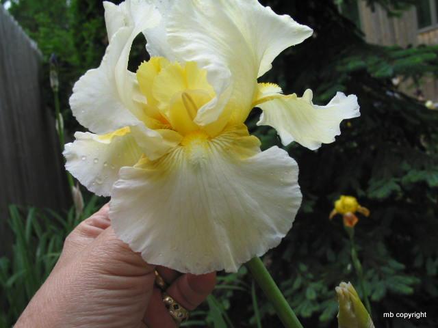 Photo of Tall Bearded Iris (Iris 'Gilded Cream') uploaded by MargieNY