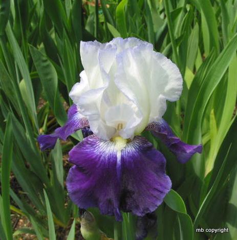 Photo of Tall Bearded Iris (Iris 'Frosty Snowball') uploaded by MargieNY
