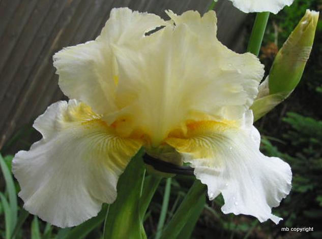 Photo of Tall Bearded Iris (Iris 'Gilded Cream') uploaded by MargieNY
