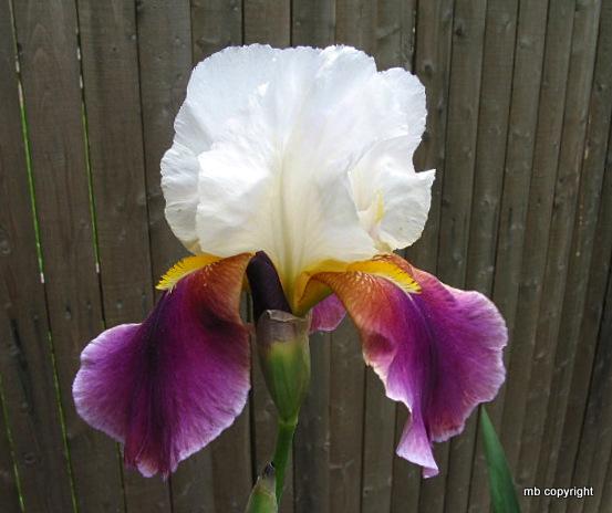 Photo of Tall Bearded Iris (Iris 'Double Rose Amo') uploaded by MargieNY