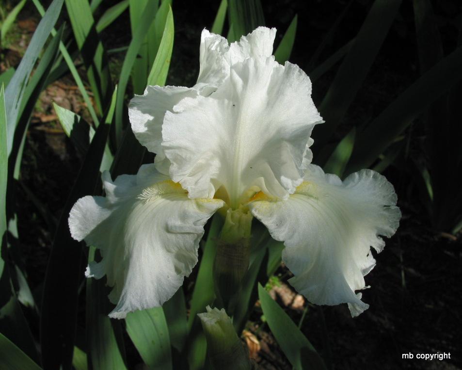 Photo of Tall Bearded Iris (Iris 'Frequent Flyer') uploaded by MargieNY