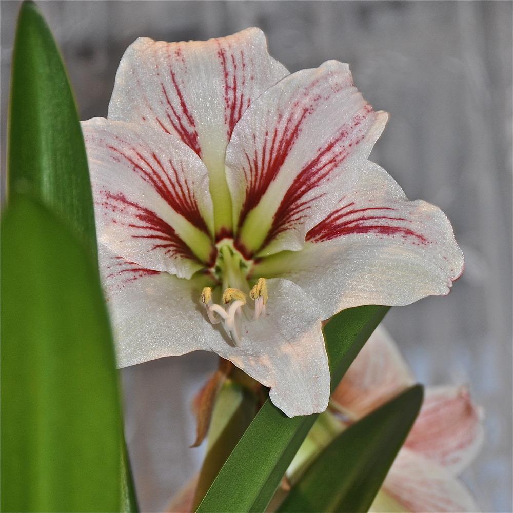 Photo of Amaryllis (Hippeastrum 'Happiness') uploaded by Fleur569