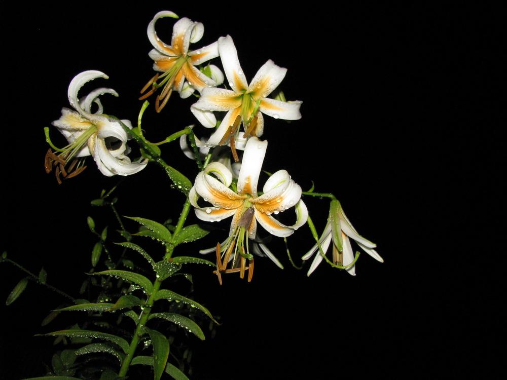 Photo of Lily (Lilium 'Lady Alice') uploaded by jmorth