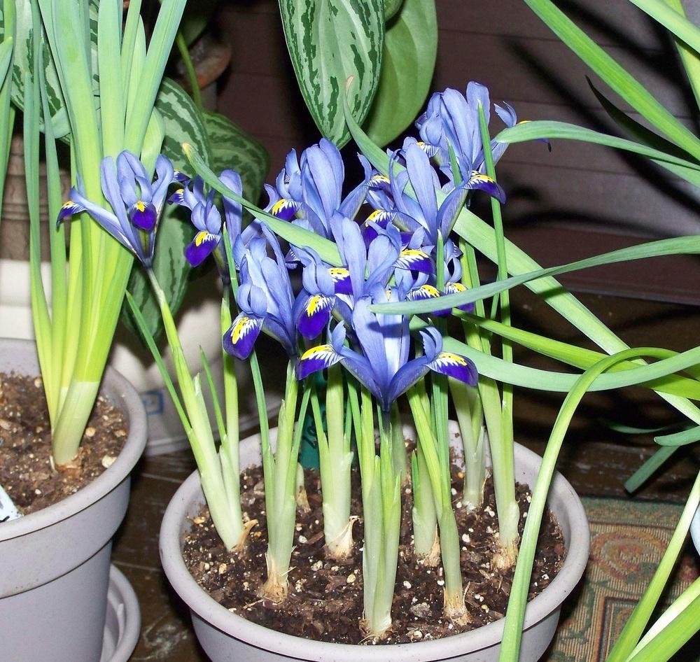 Photo of Reticulated Iris (Iris reticulata 'Cantab') uploaded by jmorth