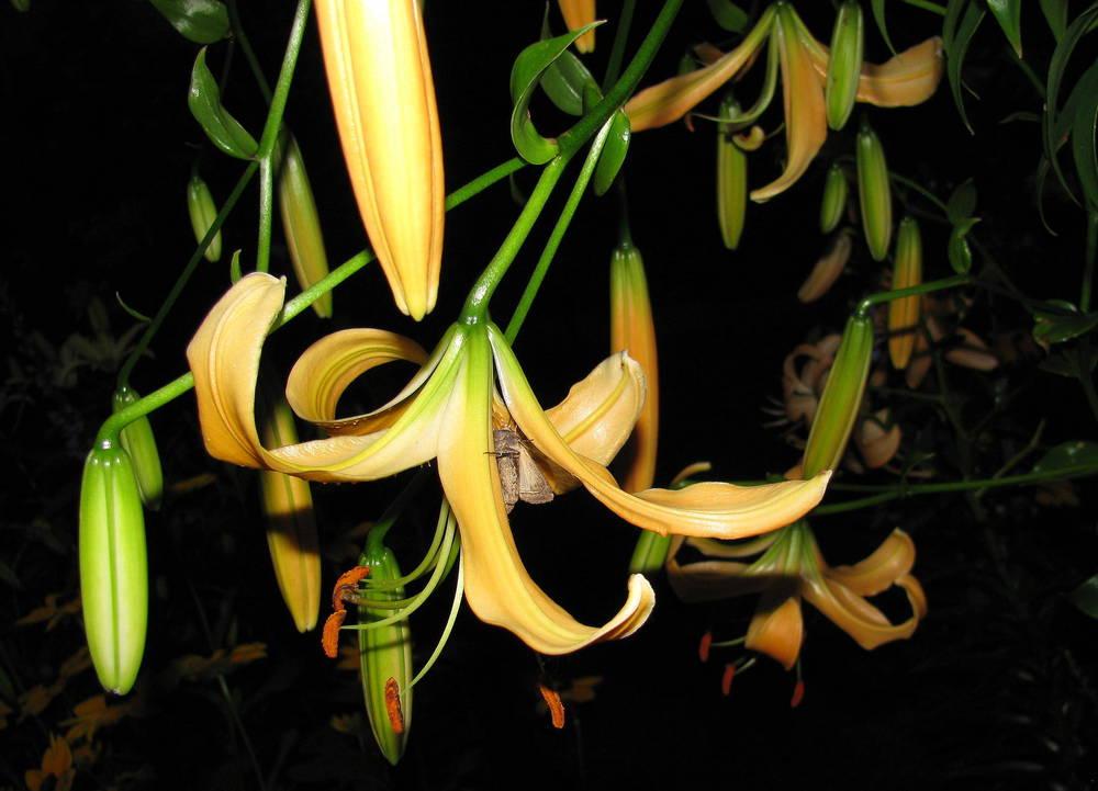Photo of Lily (Lilium 'Queen Kong') uploaded by jmorth