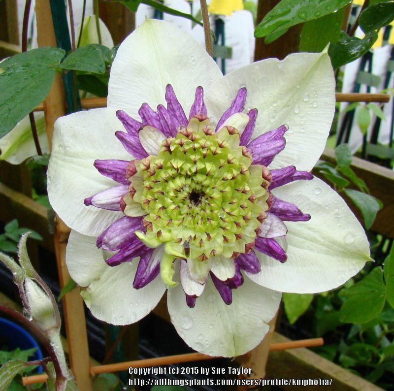 Photo of Clematis Viennetta™ uploaded by kniphofia