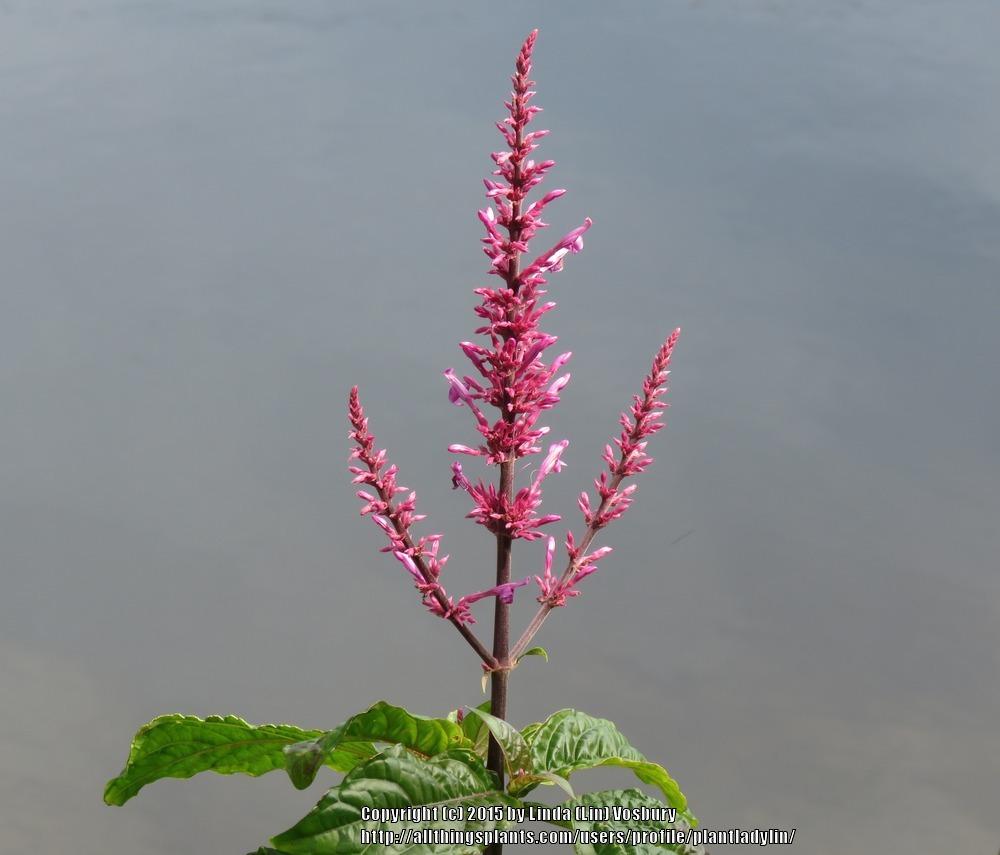 Photo of Purple Firespike (Odontonema callistachyum) uploaded by plantladylin