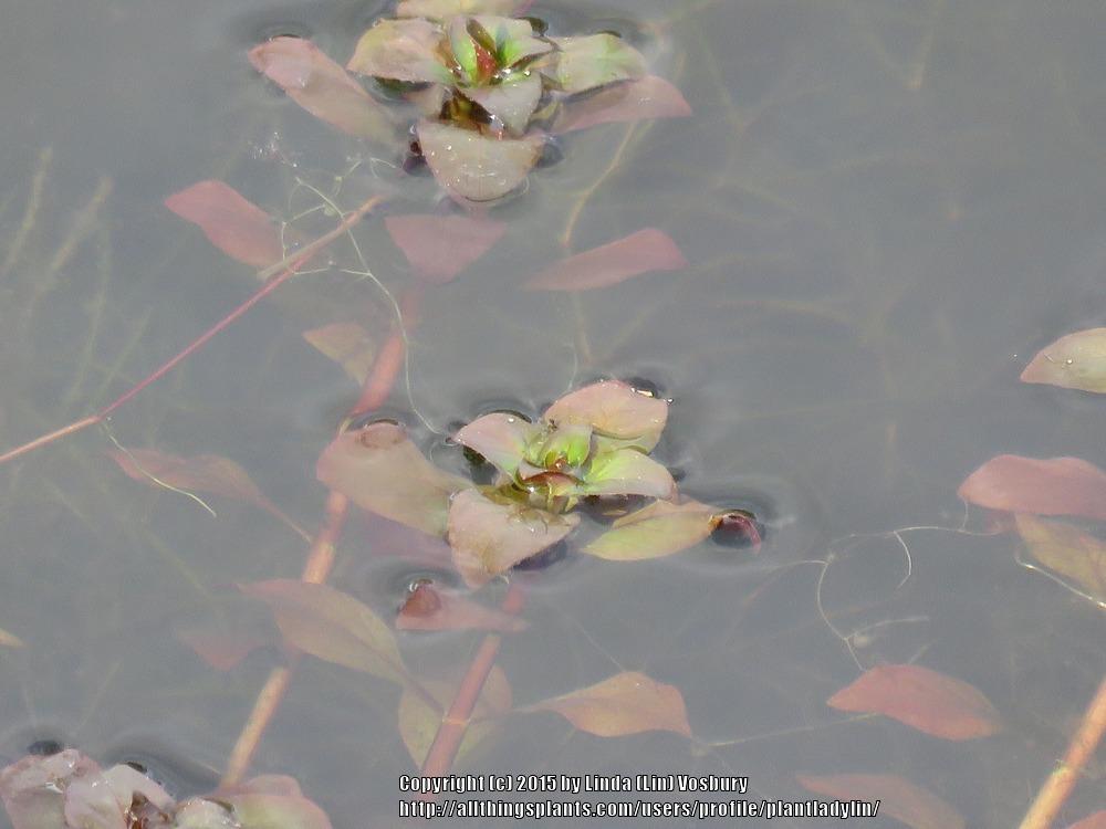 Photo of Water Primrose (Ludwigia palustris) uploaded by plantladylin