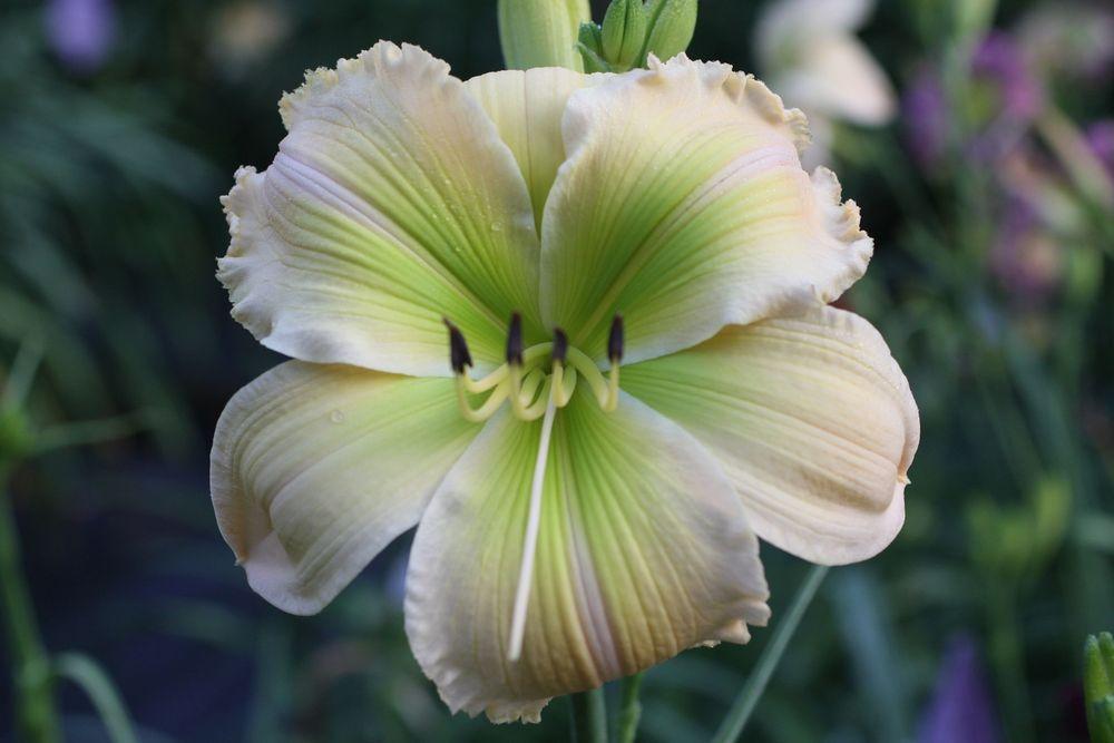 Photo of Daylily (Hemerocallis 'Green Imperial Pigeon') uploaded by vic