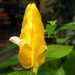 Location: Colima, Colima Mexico (Zone 11)
Date: 2013-11-24
Justicia brandegeeana cv. Yellow Queen with one white bloom emerg