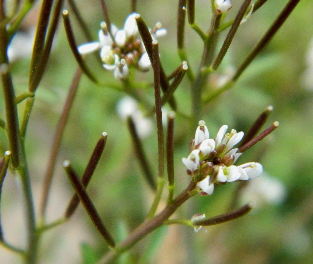 Photo of Common Bittercress (Cardamine hirsuta) uploaded by wildflowers