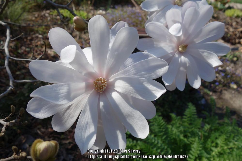 Photo of Dwarf Star Magnolia (Magnolia stellata 'Kikuzaki') uploaded by Henhouse