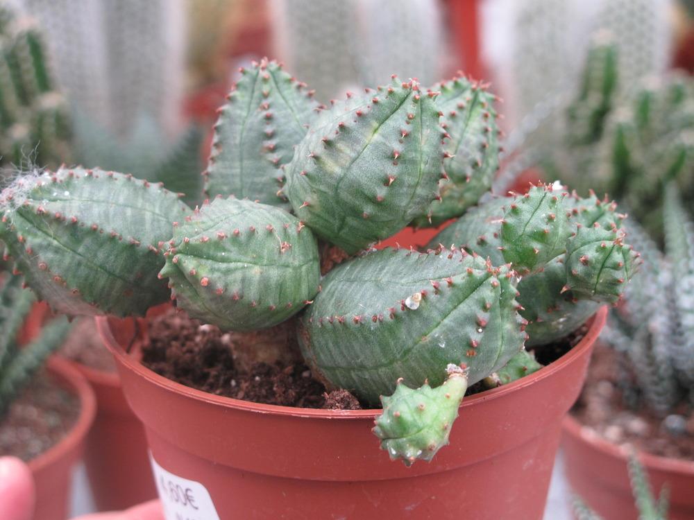 Photo of Euphorbias (Euphorbia) uploaded by admin