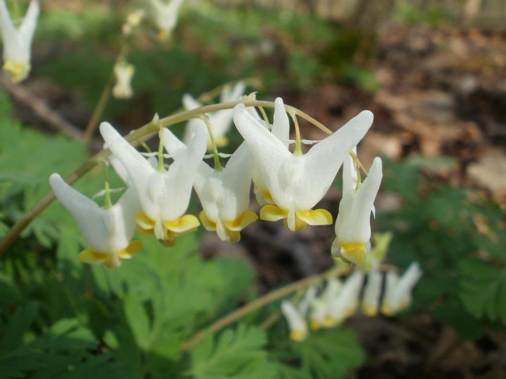 Photo of Dutchman's Breeches (Dicentra cucullaria) uploaded by bramedog