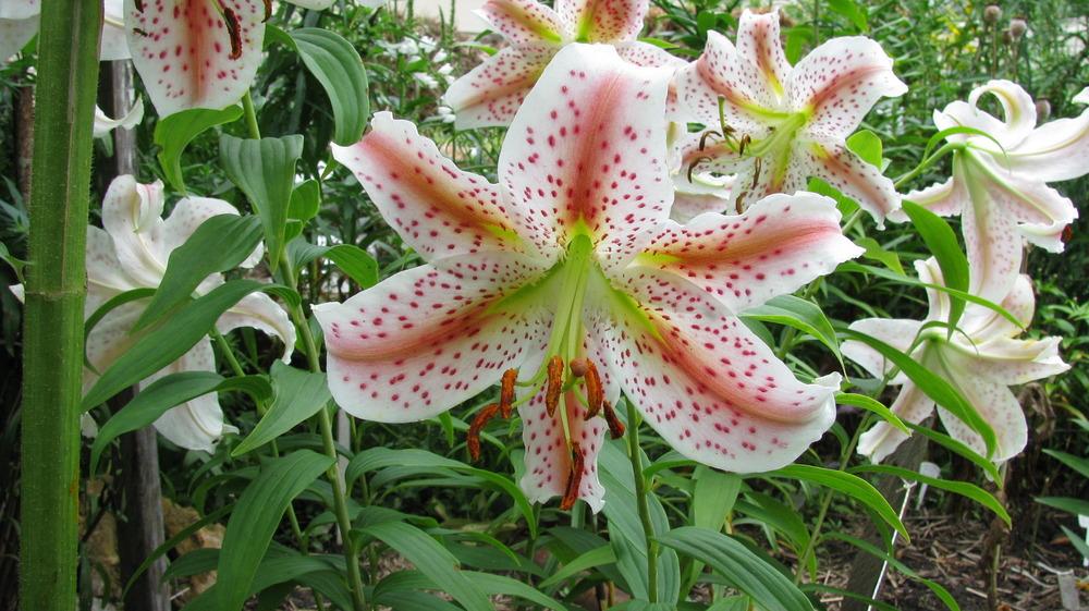 Photo of Lily (Lilium 'Excelsior') uploaded by jmorth
