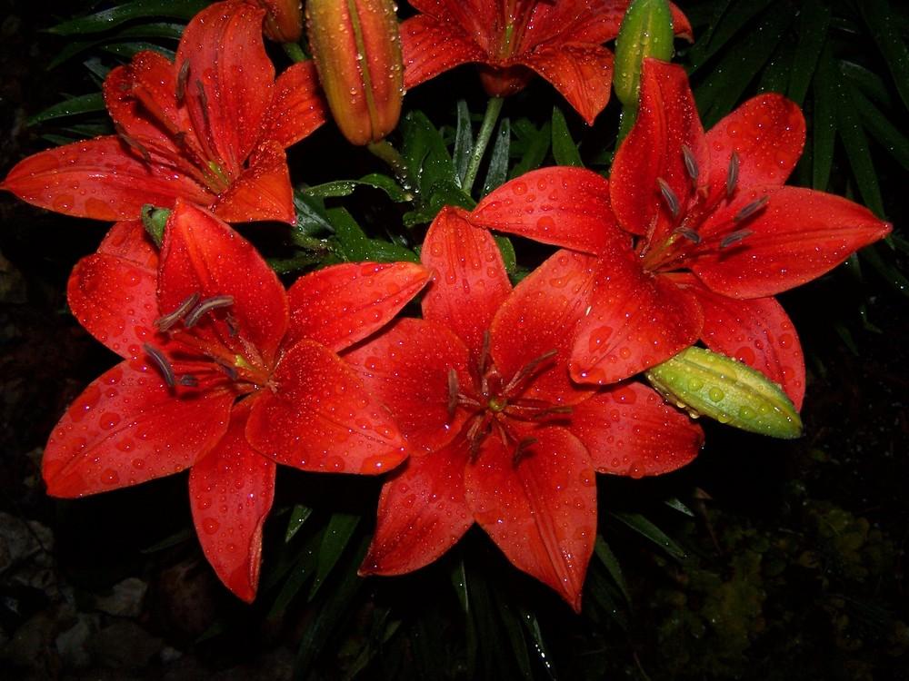 Photo of Lilies (Lilium) uploaded by jmorth
