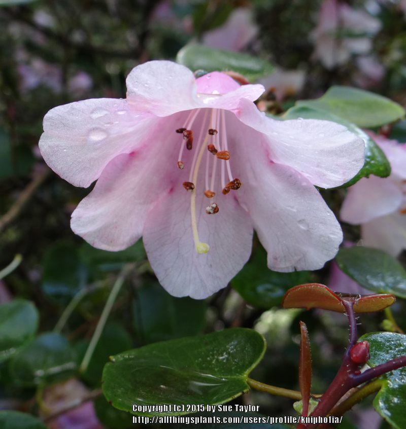 Photo of Rhododendron (Rhododendron williamsianum) uploaded by kniphofia