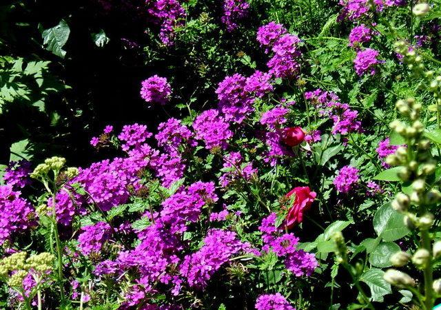 Photo of Purple Verbena (Verbena canadensis 'Homestead Purple') uploaded by pirl