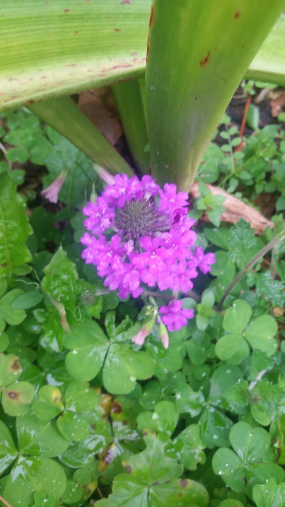 Photo of Purple Verbena (Verbena canadensis 'Homestead Purple') uploaded by value4dollars