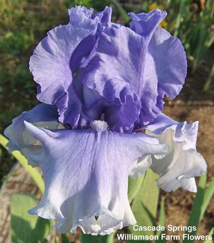 Photo of Tall Bearded Iris (Iris 'Cascade Springs') uploaded by Calif_Sue