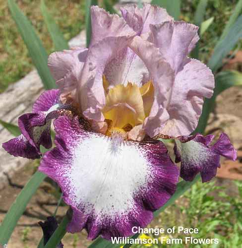 Photo of Tall Bearded Iris (Iris 'Change of Pace') uploaded by Calif_Sue