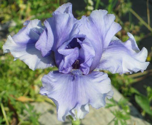 Photo of Tall Bearded Iris (Iris 'Bye Bye Blues') uploaded by Calif_Sue