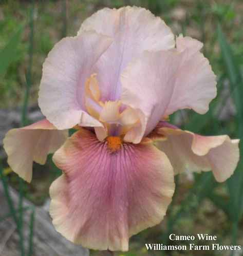 Photo of Tall Bearded Iris (Iris 'Cameo Wine') uploaded by Calif_Sue