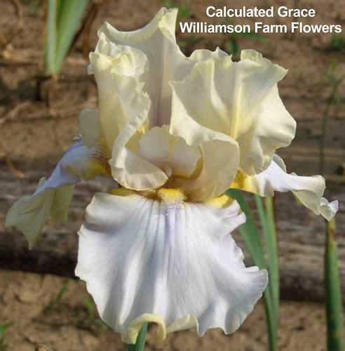 Photo of Tall Bearded Iris (Iris 'Calculated Grace') uploaded by Calif_Sue